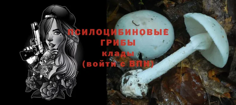 Псилоцибиновые грибы Cubensis  где продают наркотики  Касимов 